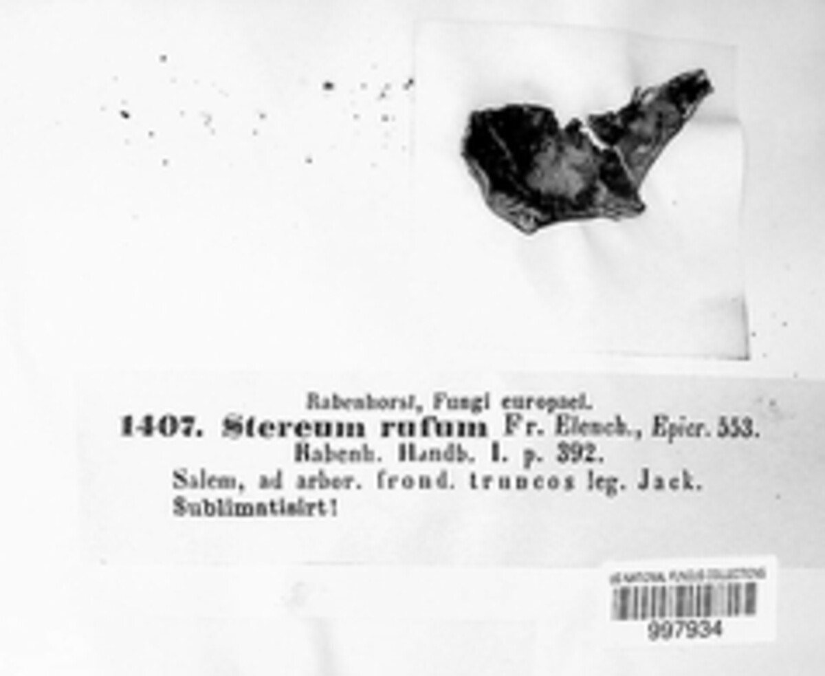 Peniophora rufa image
